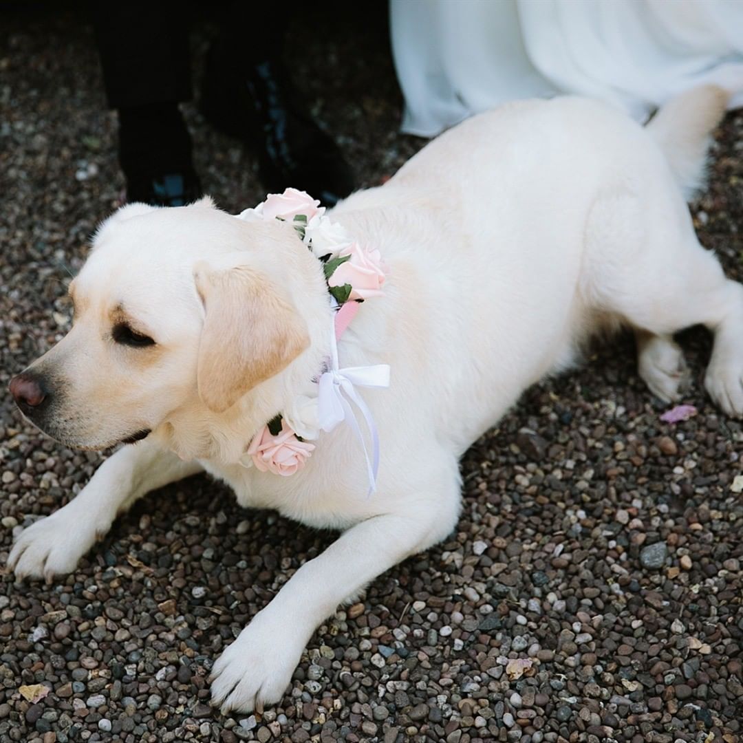 🎀𝗦𝗶𝗺𝗽𝗹𝗲-𝗗𝗿𝗲𝘀𝘀 - Mr. Dog be part of wedding. 
#puppy #lovely #cutebaby #pink #pet #petstagram #dogsofinstagram