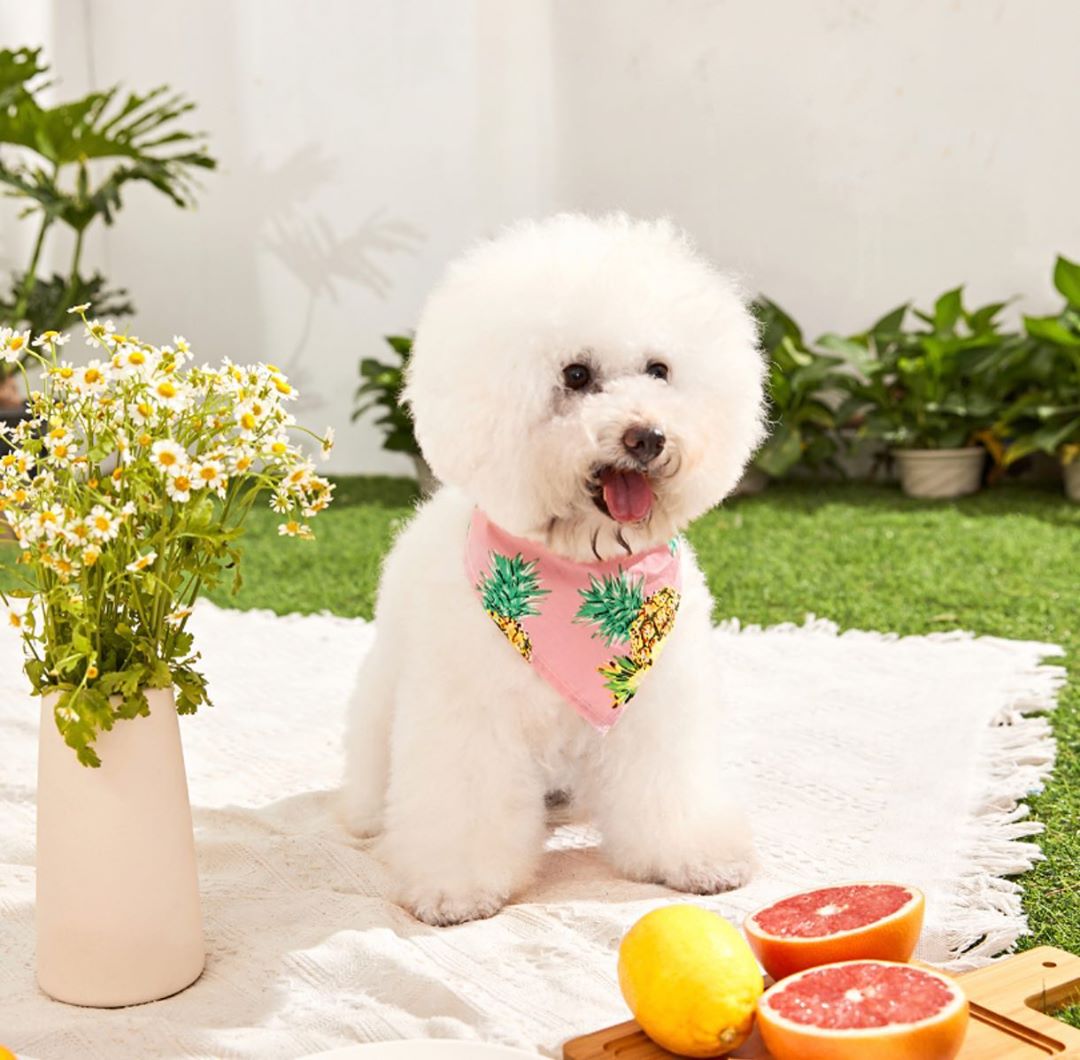 SHEIN.COM - You are PAW-fect to us 🐾💕! That's why its #SHEINpet's mission to create beautifully-designed, high-quality pet products for the today's pets!

Take a peek: http://shein.top/d2f8um5

#PETSI...
