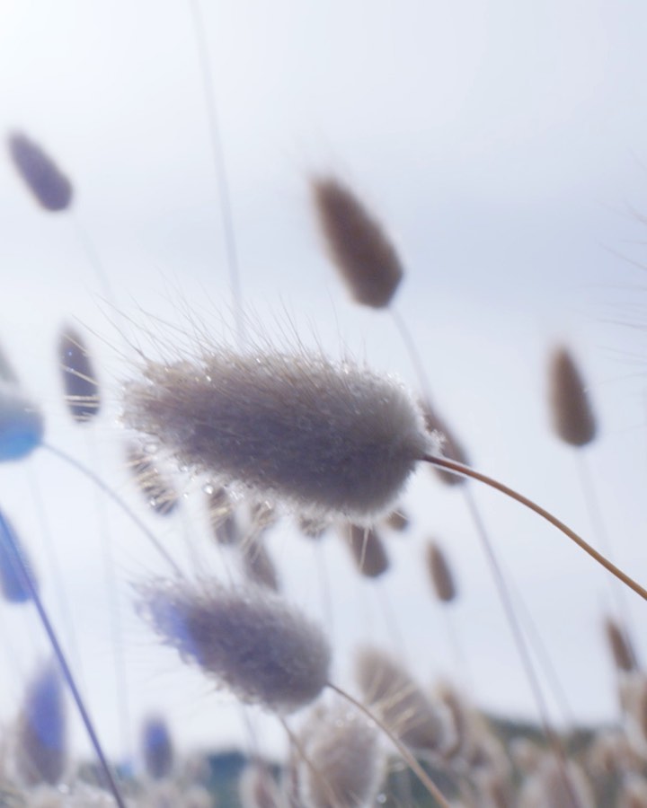 Boucheron - A passing cloud, a drop of rain, a murmuration, a feather in motion… 
In 2020, the Maison Boucheron's creative studio offers you a moment of Contemplation. 
#HighJewelry