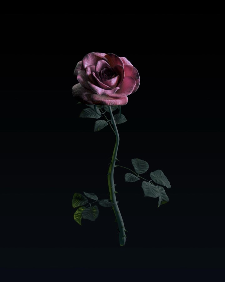 Blumarine - The softest petals and the spikiest thorns: Blumarine ARE a wild rose.
#Blumarine, #BlumarineTheNewHorizon,
#BlumarineWildRoses