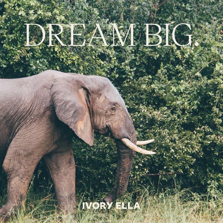 Ivory Ella - Our love for elephants runs deep 🐘 💖 They are compassionate, loving, and herd-oriented. They’re also at the center of thriving and vibrant ecosystems. We want to do what we can to save th...