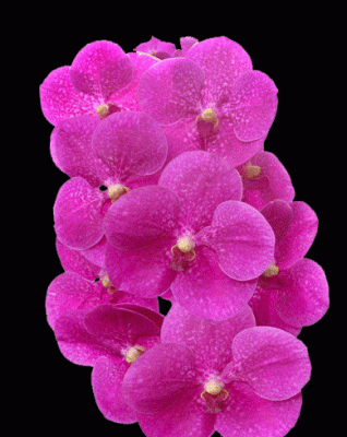 Делаем губки в стиле куклы Барби или Calvin Klein Delicious Pout Flavored Lip Gloss № 413 Orchid добавила фото
