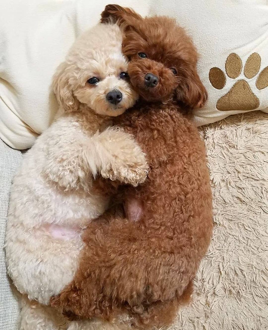 Newchic - Like Brothers🐶🐶 #Newchic
Image from @momochan.rinchan