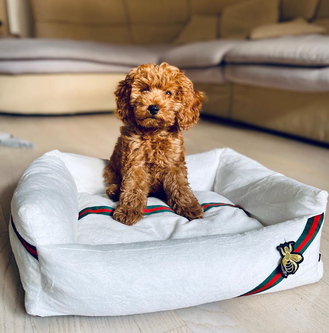 Надя Сысоева - Расти желает вам хорошего вечера 😍🐶

Кроватка @mysoba.shop ♥️