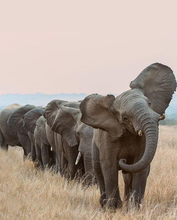 Ivory Ella - Elephants in the wild have one of the largest home ranges, often walking up to 40 miles each day. We love their hearts for exploring and sticking together 🐘 💙 #EllieFactsFriday #DreamBigD...