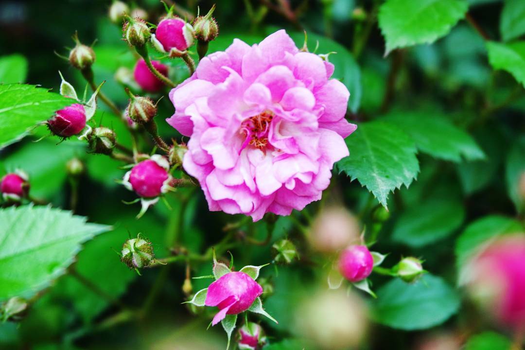 Ecoflowers - #love #rose #roses #spring #nature 
#роза #нашсад #природа #весна