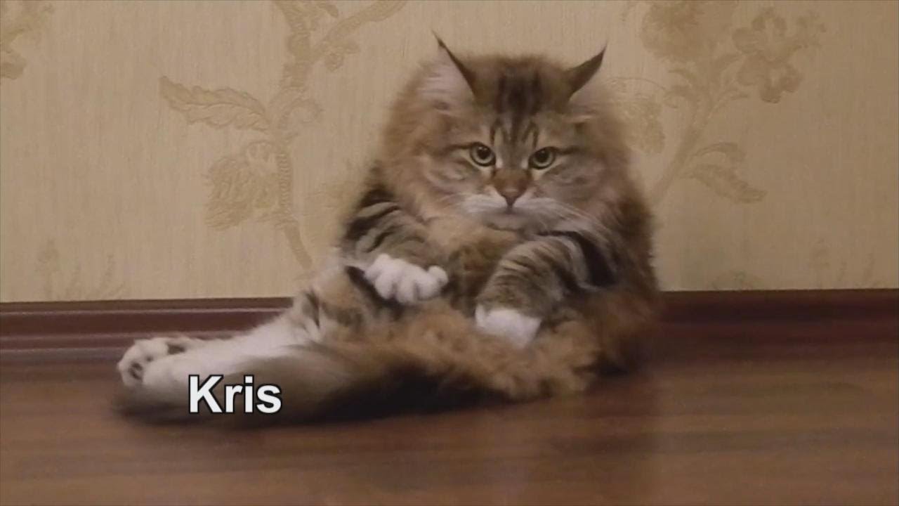 The ‘Keeping Up with the Catdashians’ Debut