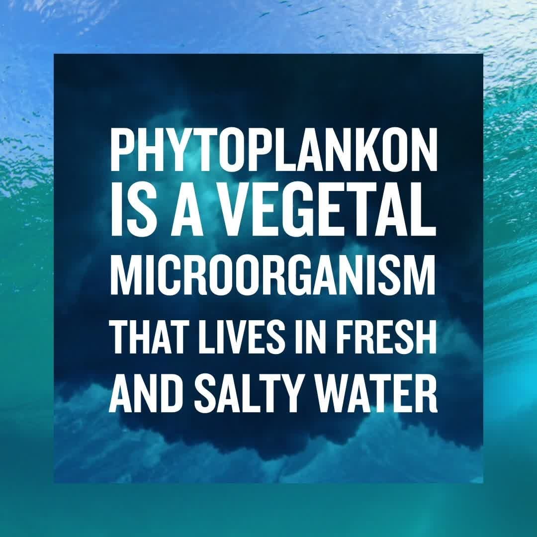 BIOTHERM - Phytoplankton vs. Life Plankton™, what is the difference? 

Phytoplankton is a vegetal micro-organism that lives in fresh and salt water.
Life Plankton™ is a very specific micro-organism th...