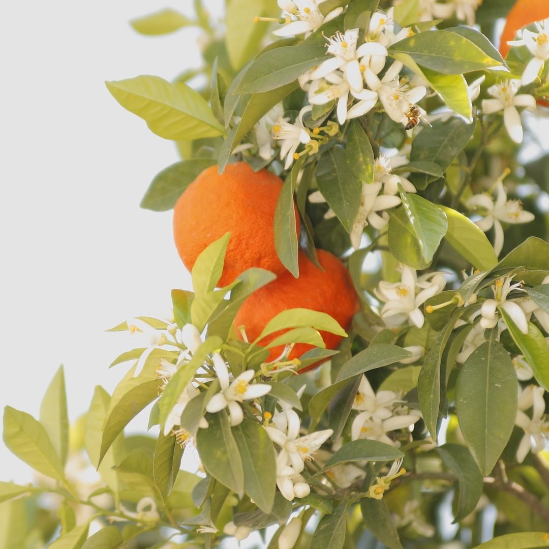 Corine de Farme France - Connaissez vous les vertus de la fleur d’Oranger? 
Régénérante, elle est un véritable tonifiant naturel ! 
#corinedefarme #flowerpower #unesacréenature #cleanbeauty #natural #...