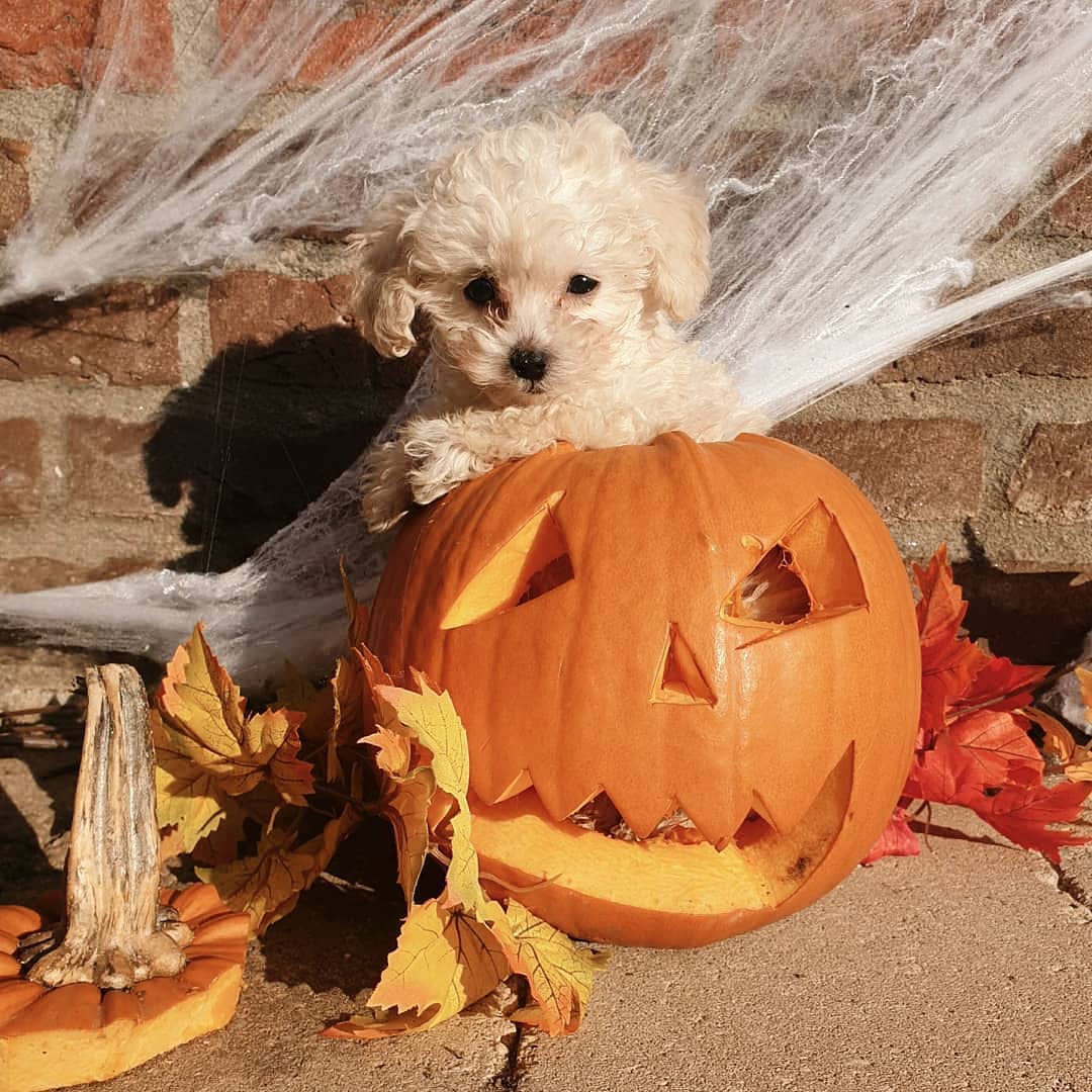 SHEIN.COM - Boo! 🐶 Are your pets dressing up this year? @trimsalon_ewijk