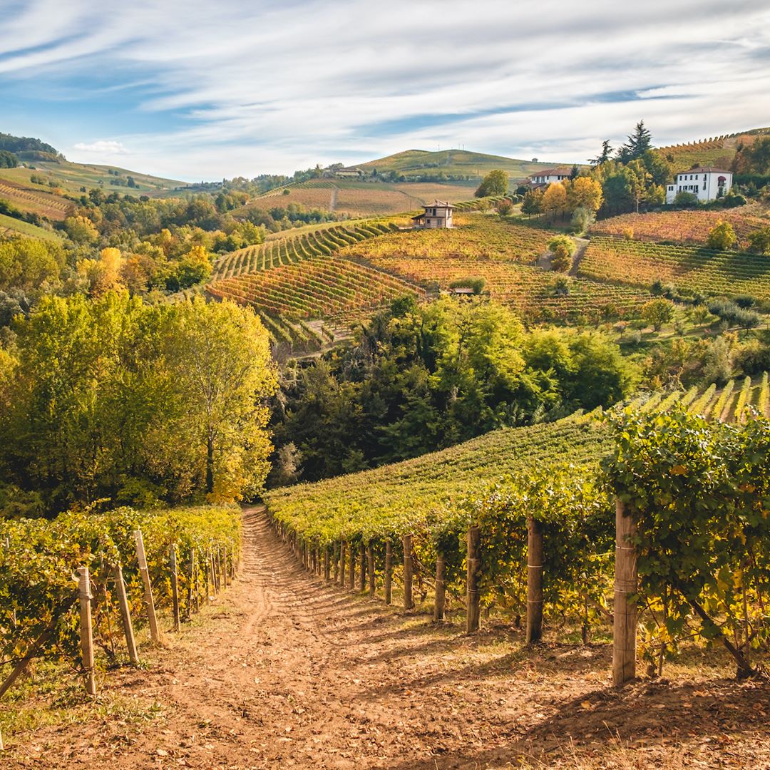#Barba Italiana - Dalle pregiate uve dei vigneti italiani 🍇 vengono estratti i vinaccioli, ricchi di antiossidanti e sali minerali…⁣
⠀⁣
📷 Vigneto di Barolo⁣
⠀⁣
#barbaitaliana