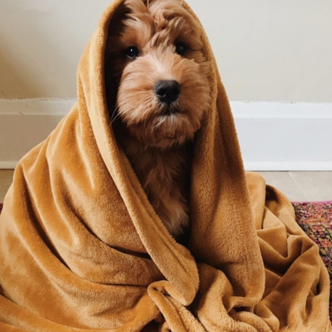 Pantene Pro-V - Mentally, we are here. 🐶