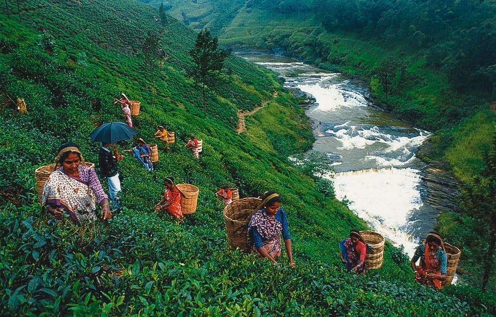 101 ЧАЙ - Чёрный чай у многих ассоциируется именно с цейлонским чаем, и вряд ли найдутся те, кто его не пробовал. А на самом острове, более миллиона человек работают на чайном производстве.
⠀
Как же т...