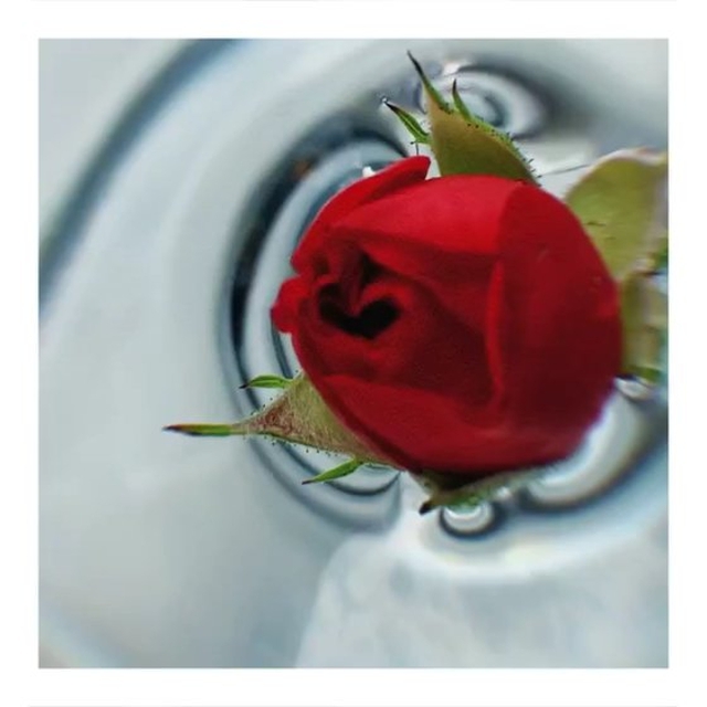 Л'Этуаль - В этом аромате есть нотки розы… Обычно после этой фразы все делятся на два лагеря: «о, любимая роза!» и «только не она, не люблю розу».⠀
⠀
Кажется, равнодушных к ней просто не существует. О...