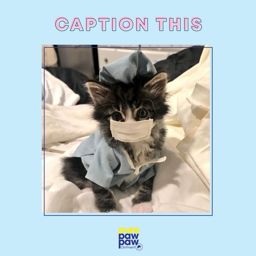 Pure Paw Paw - In light of the latest and most on-trend fashion accessory on the market - we thought it only appropriate to feature this cute as pic for our next CAPTION THSI COMP!!⁠ 😻⁠
⁠
G I V E A W...