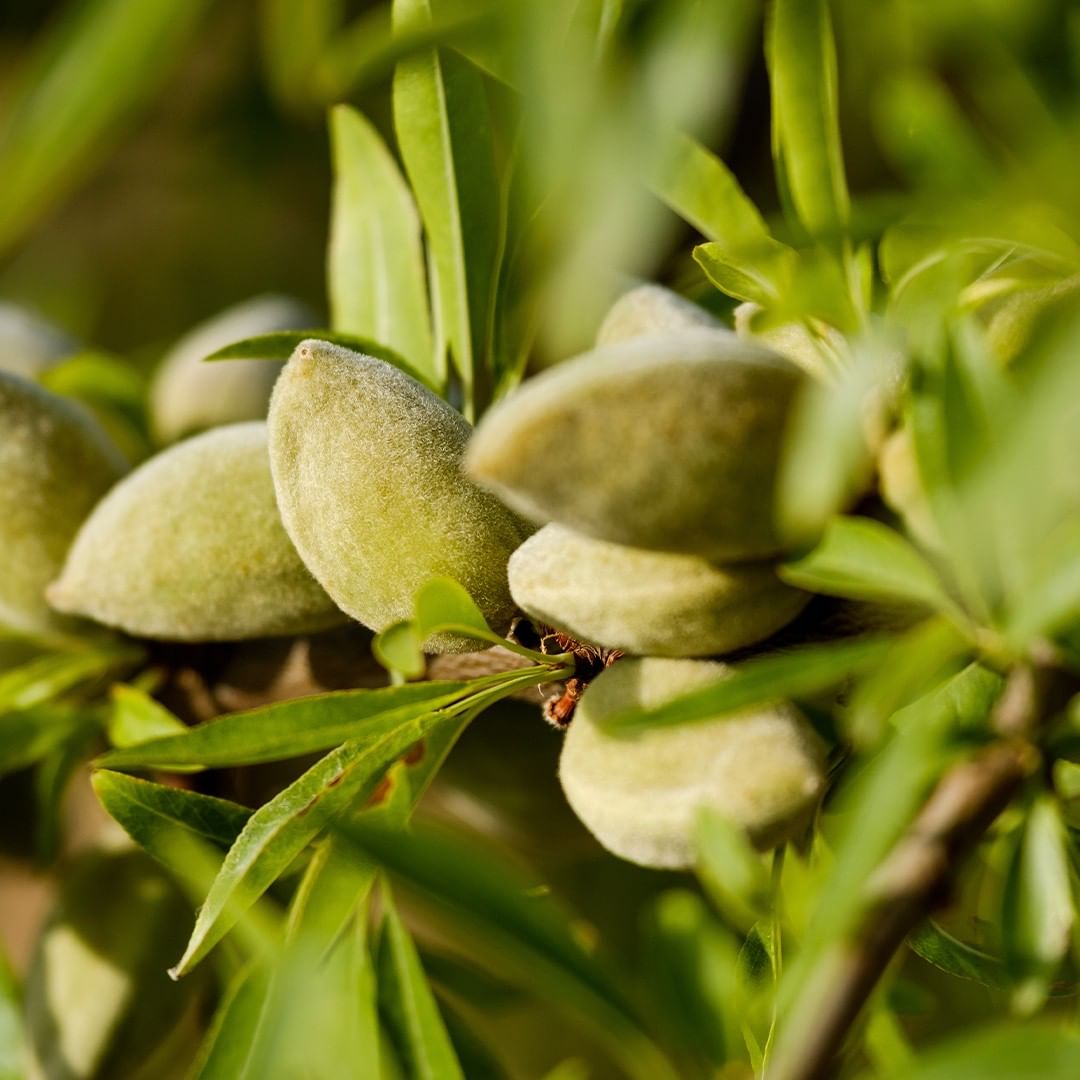 Naturé Moi - L'amande douce BIO que nous utilisons dans nos produits est originaire de Provence. 🇫🇷 Son parfum est délicieux !
Qui n'y a pas encore succombé ? 😍
#naturemoi #naturémoi #amandedouce #pr... Naturé Moi - L'amande douce BIO que nous utilisons dans nos produits est originaire de Provence. 🇫🇷 Son parfum est délicieux !
Qui n'y a pas encore succombé ? 😍
#naturemoi #naturémoi #amandedouce #pr...
