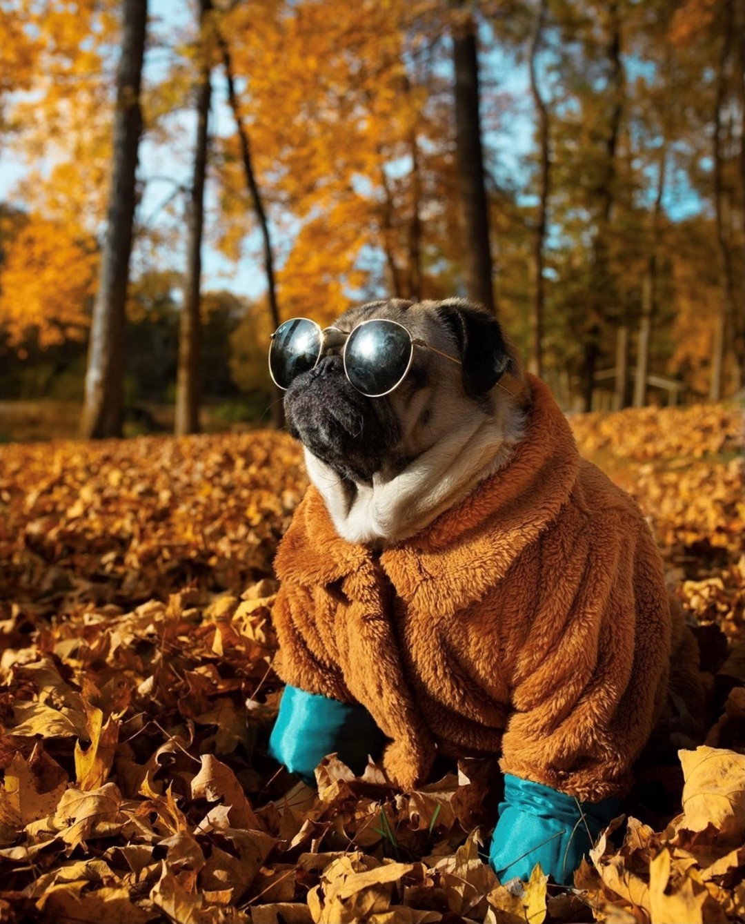 SHOEBACCA.COM - Thank you @itsdougthepug for giving us the ultimate fall fashion inspo 🍁