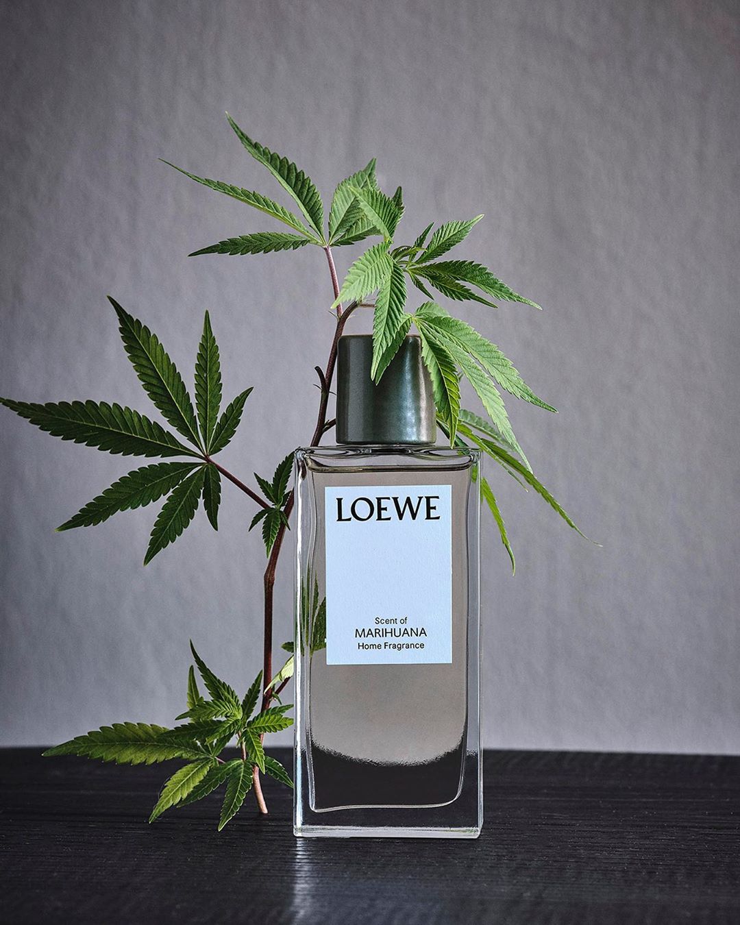LOEWE - Scent of Marihuana (Cannabis sativa) room spray
 
Now available on loewe.com
 
#LOEWE #LOEWEperfumes