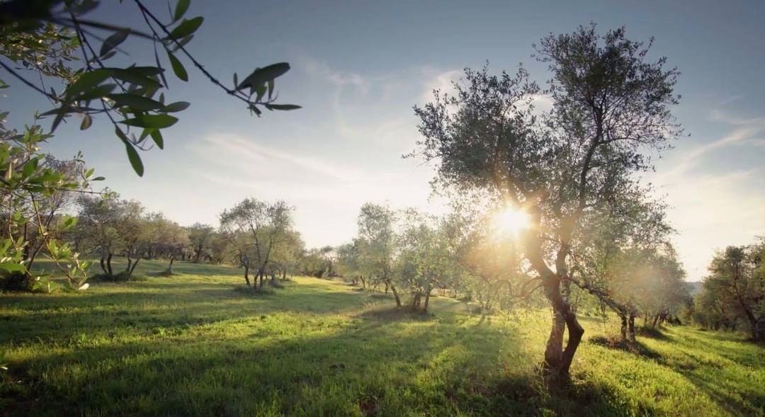 Le Petit Olivier - Chez le Petit Olivier, la richesse de la Nature constitue un capital d’une inépuisable source d’inspiration pour notre laboratoire de formulation. 

C’est dans notre belle Provence...