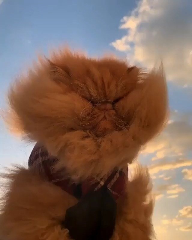 Newchic - 🥰From @thezenkitty: “Super floof Leo takes to the skies 😽💨🦁❤️”