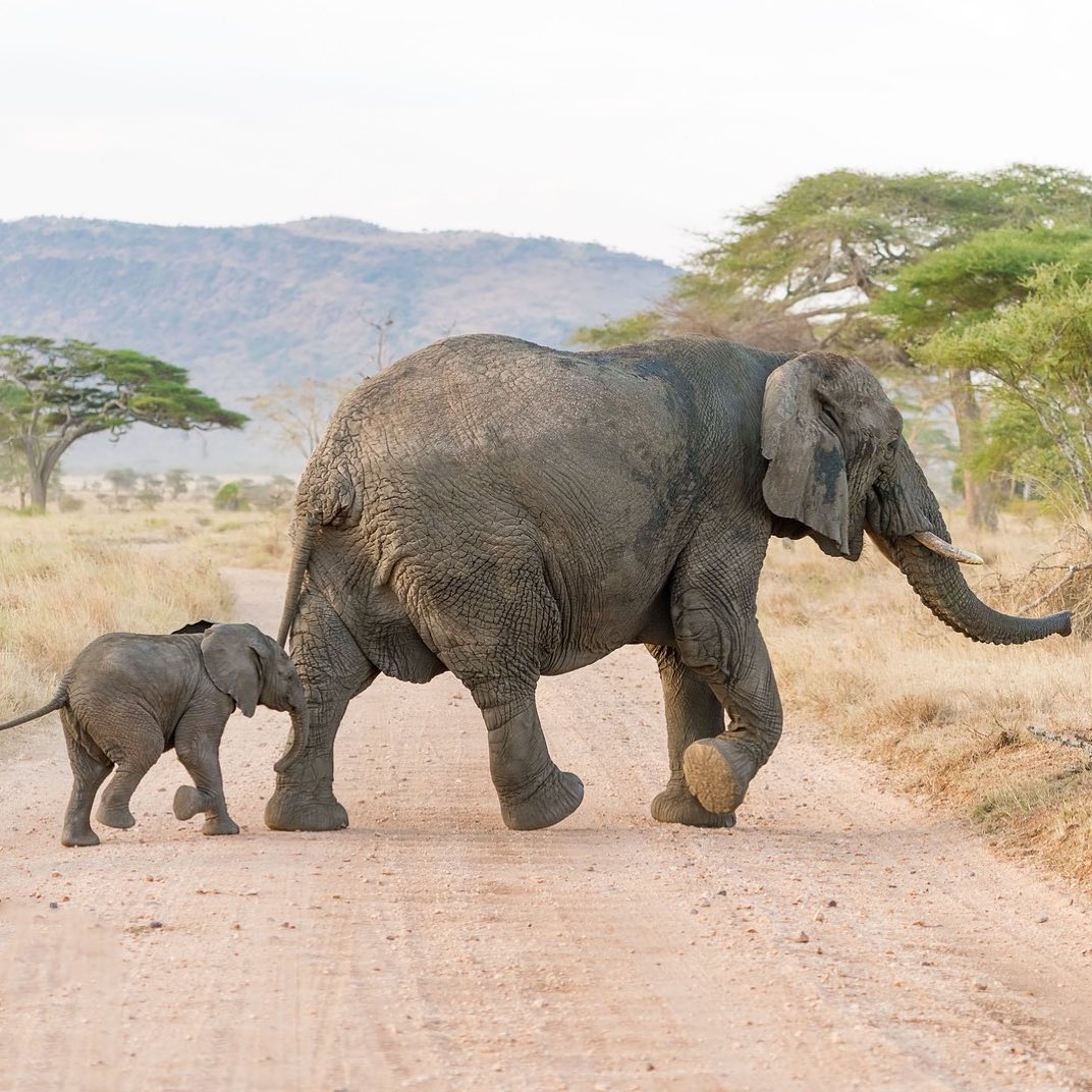 Ivory Ella - The beauty of a journey is that you rarely return home the same as you were when you began. #GoingPlaces #SaveTheElephants