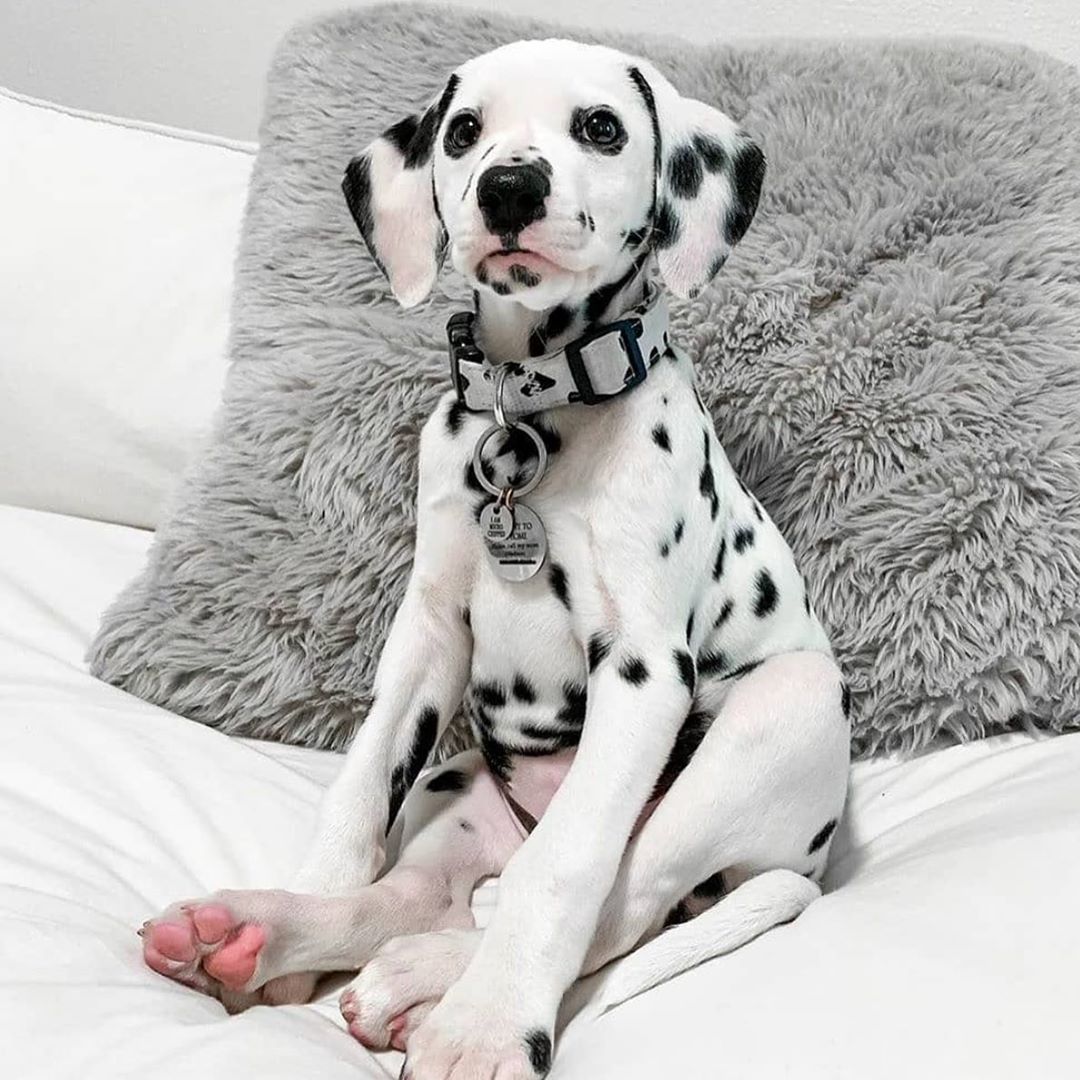 Vendula London Official - You have been cordially invited by our spotty friend to the Vendula Gin Bar for a beverage 🐶How can you say no to this face?! 😍

Shop the Gin Bar range on VendulaLondon.com!...