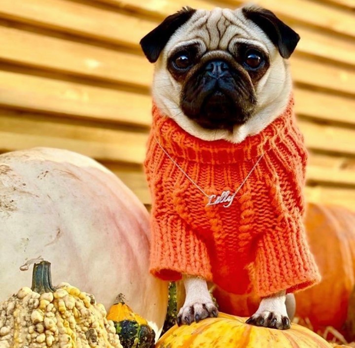 Soufeel.com - The perfect accessory for every season. 🍁🎃 @little_lil_pug