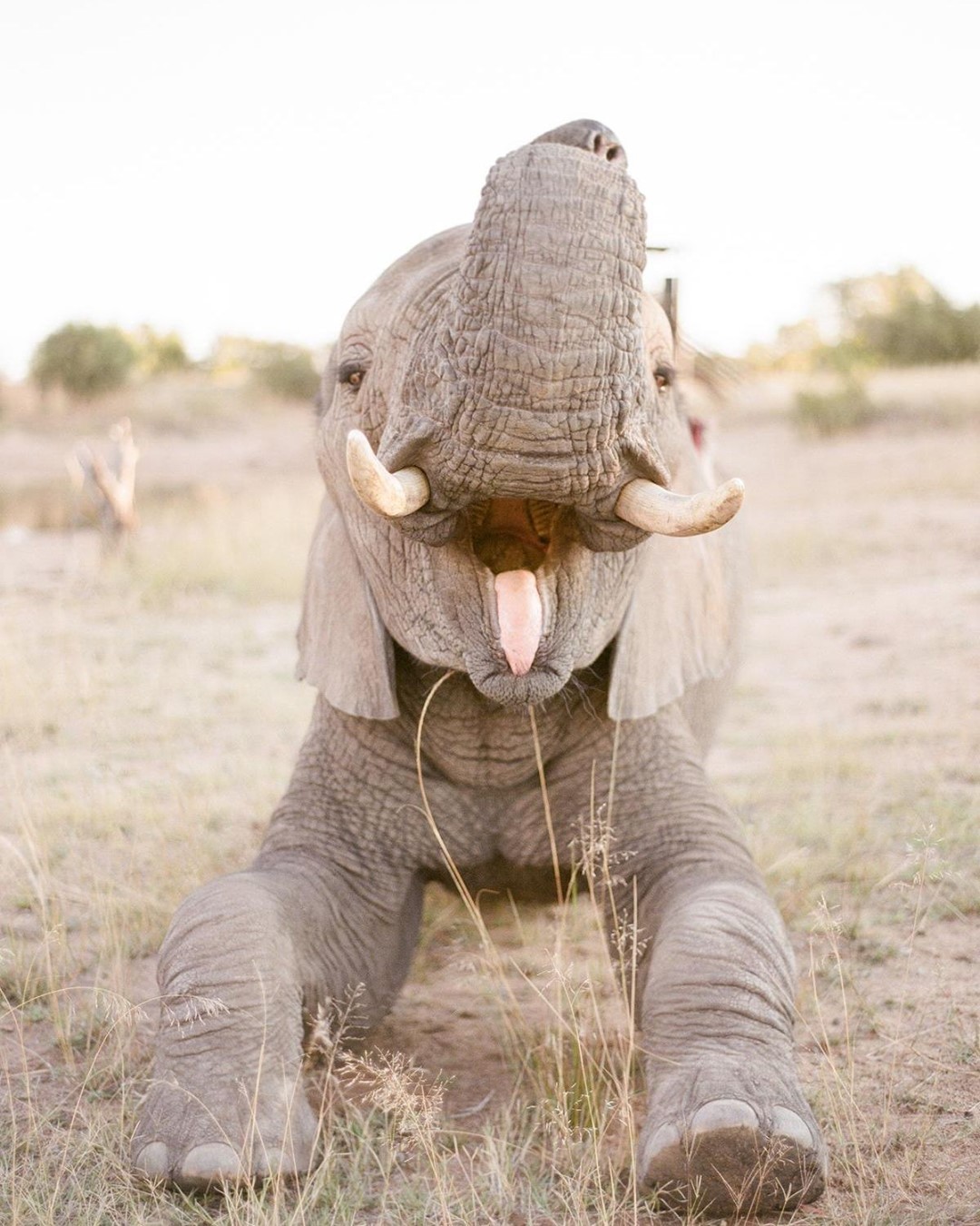 Ivory Ella - Baby elephant tongue appreciation post! 💖 👅 😜 Comment your favorite pink emojis below - ready go! #SaveTheElephants
