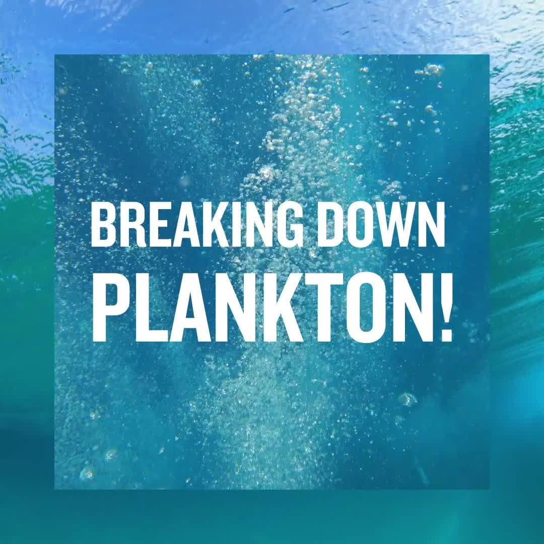 BIOTHERM - Not all plankton are created equal!
Do you know the differences between the types of plankton?

Phytoplankton = Vegetal
Zooplankton = Animal
Bacterioplankton = Bacterial

#Biotherm #BeAWate...