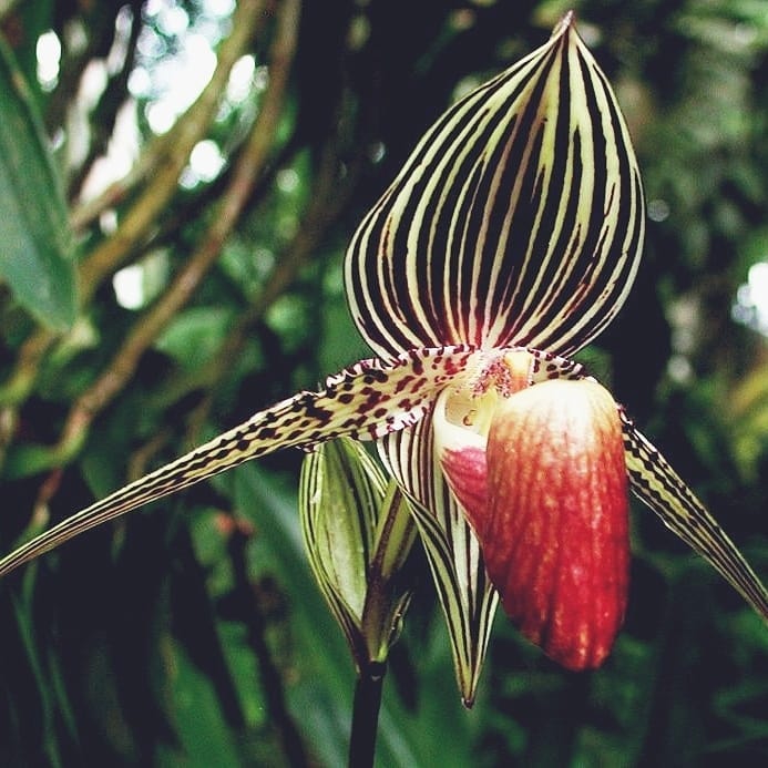 Женское белье "Дикая Орхидея" - Орхидея «Золото Кинабалу» произрастает в тропических лесах на склонах горы Кинабалу на севере Борнео и расцветает первый раз только на 15 году жизни.
⠀
Ее пестрый зелен...