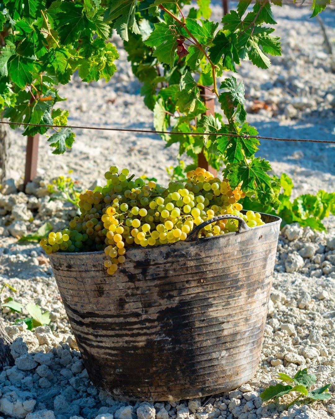 CARNER BARCELONA • Perfumes - It’s harvest time 🍇
·
·
·
#harvest #harvest2020 #carner #carnerbarcelona #nicheperfume #barcelona #fragrance #perfume #eaudeparfum