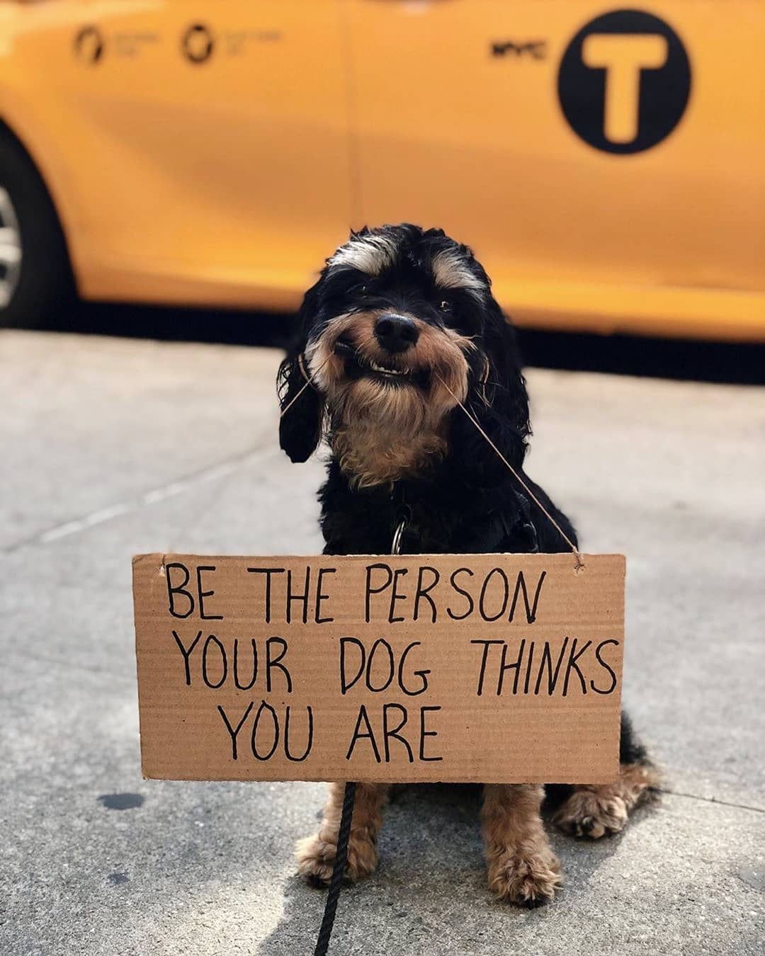 SHEIN.COM - Preach 🐾 via: @plastik

Credit: @dogwithsign

#SHEINinspo #picoftheday #puppy