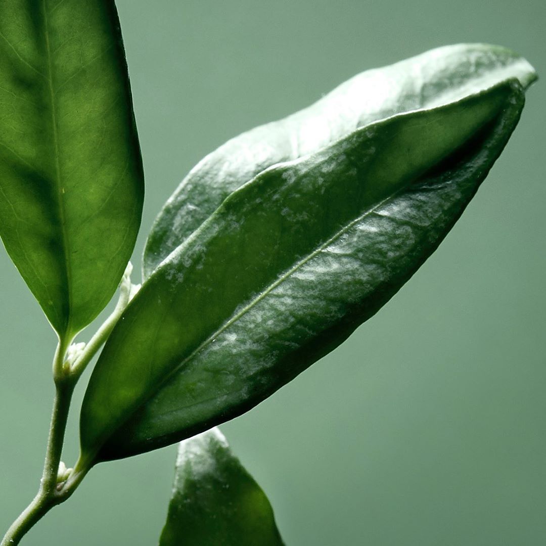 eisenbergparis - RUSCUS EXTRACT 
Baume Essentiel Hydratant's key ingredient, an evergreen shrub that has traditionally symbolised protection. 
It offers softening and astringent benefits, as well as a...