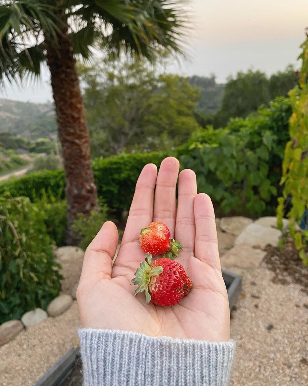 Maria Sharapova - One for me, one for you ☀️🍓