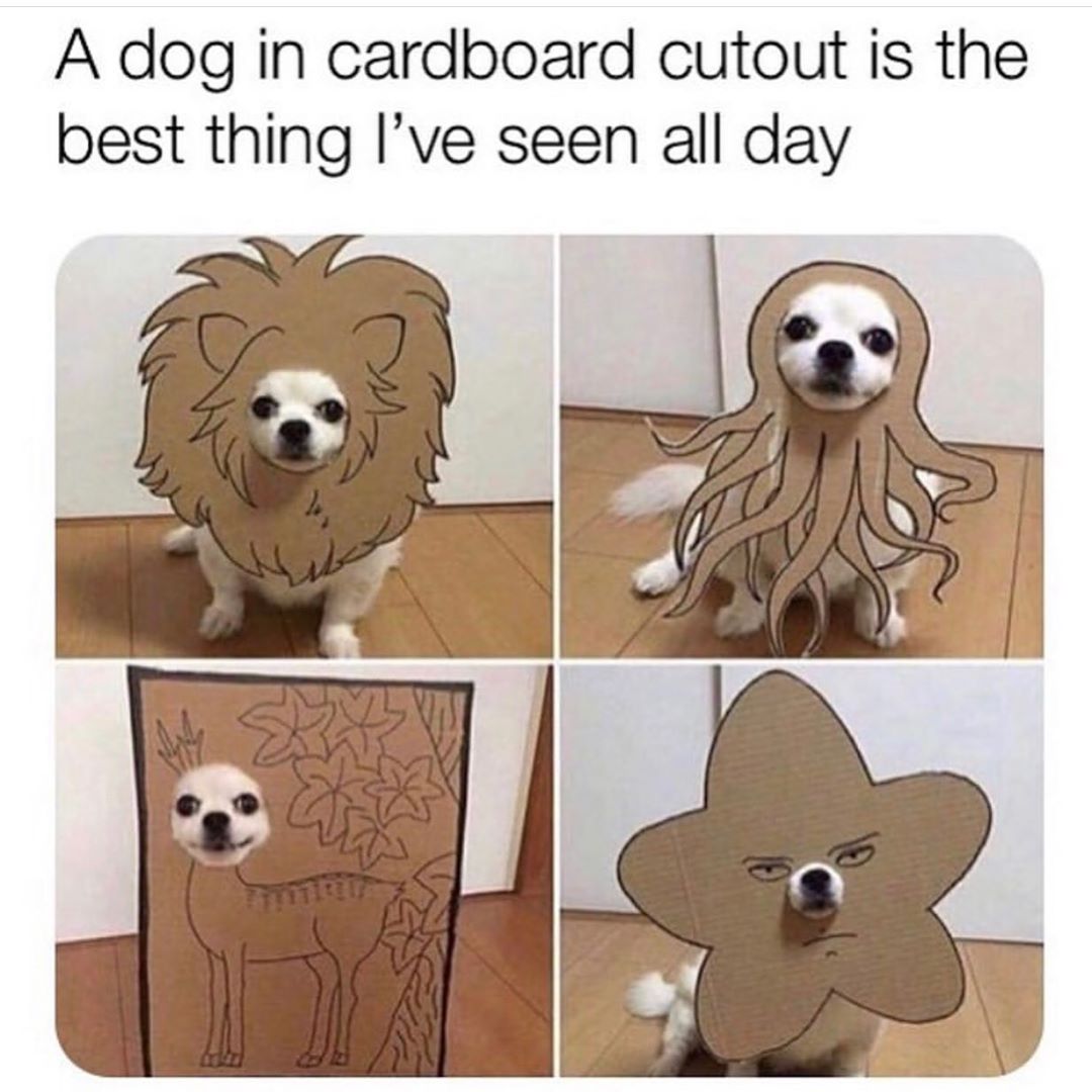 J. Cat Beauty - LOLLL😂 Which cut out is your favorite?!🐕📦 
.
.
.
#jcatbeauty #jcat #cute #funny #lol #beauty #makeup #instabeauty #nomakeup #makeupdolls #crueltyfree #memes #meme #funnymemes #sotrue #...