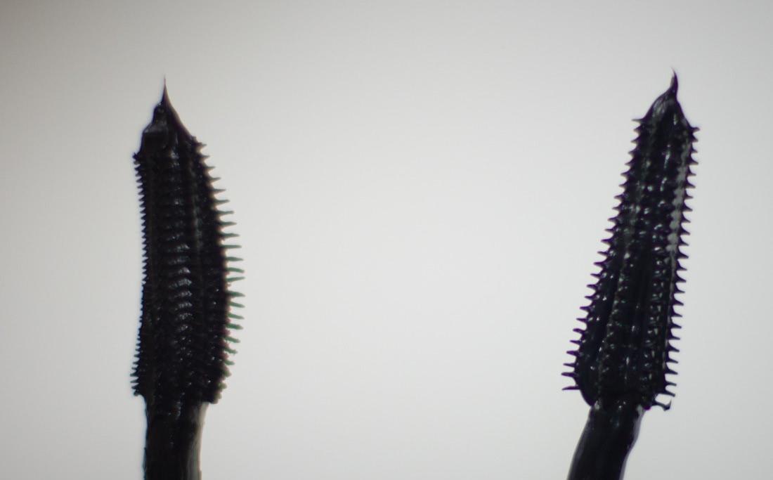 Тушь-новинка от Maybelline Lash Sensational Luscious Mascara black