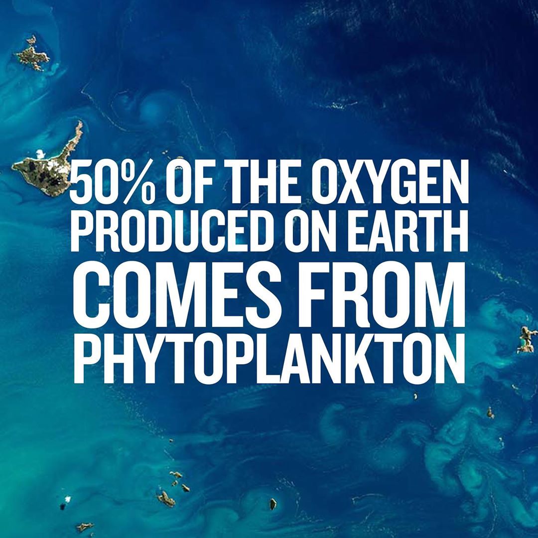BIOTHERM - Did you know that 50% of the oxygen on earth comes from phytoplankton, and that phytoplankton plays a major role in carbon cycle? 🌊

This summer, act for the oceans and help our research pa...