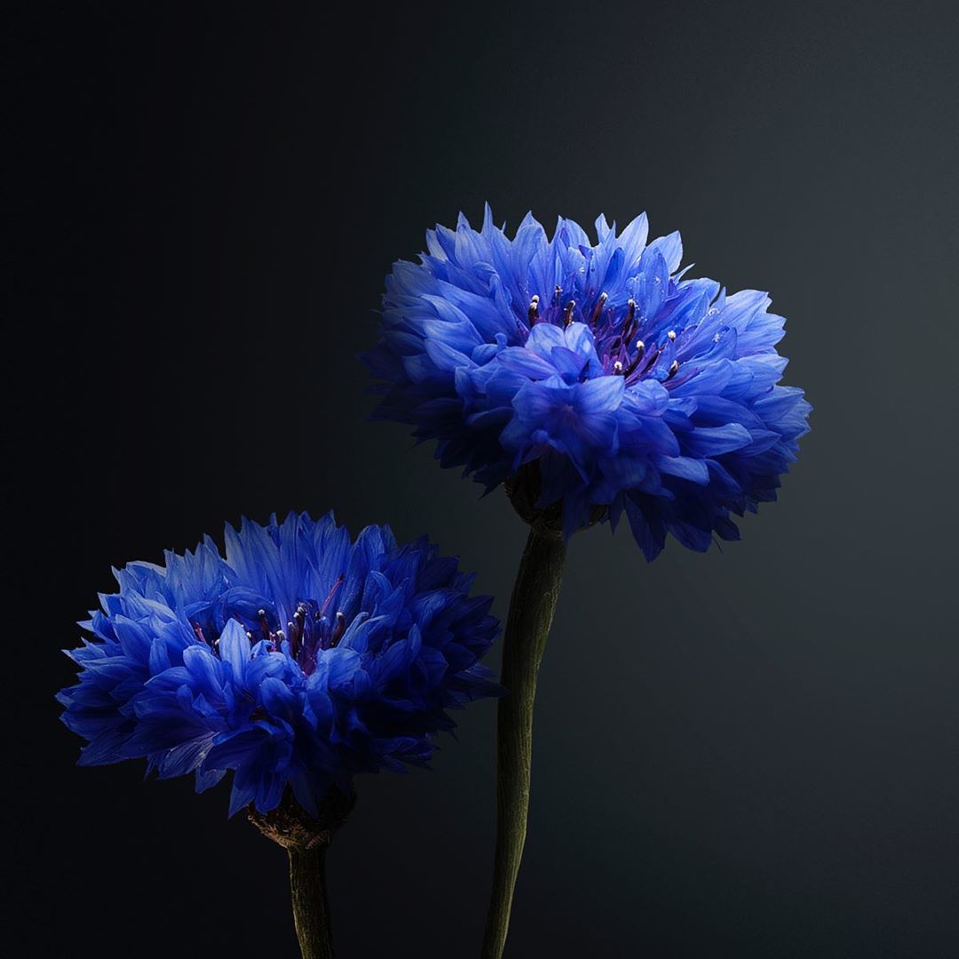 eisenbergparis - CORNFLOWER WATER
Cornflower is renowned for its soothing, calming action, particularly on the eye area. It also has anti-inflammatory, decongestant, softening and toning properties....