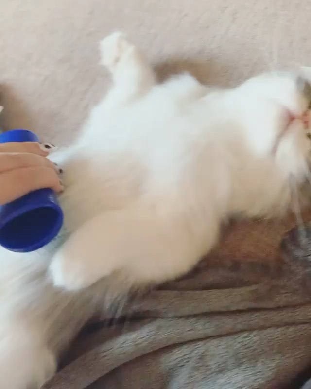 Tangle Teezer Hairbrush - And relax! Monday is over 👏🏼💖
How adorable is this video from @brynthepersian
Follow @petteezer for more adorable pet videos 🐶💖
