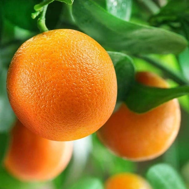 Аптека "Диалог" - Какими полезными свойствами обладает апельсин? 👇🏻 1. Фрукт снижает холестерин, улучшает состав крови, предотвращает образование тромбов, очень полезен апельсиновый сок для печени. 
2...
