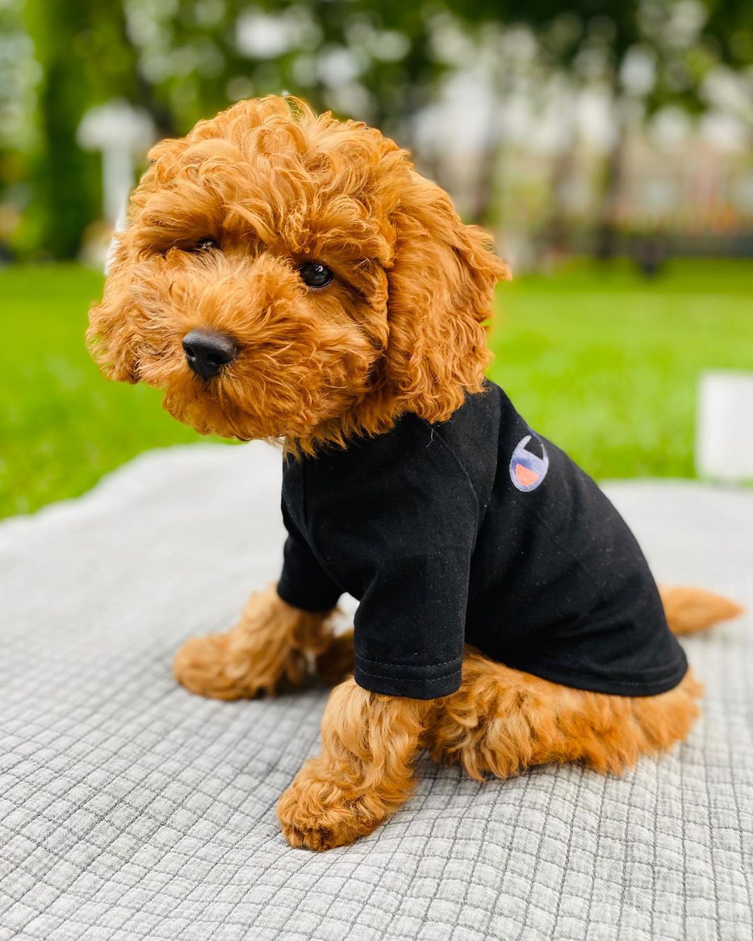 Надя Сысоева - Как я раньше жила без этого чуда ?
@rusty_maltipoo 😍💔 
Мой Чемпион в нарядах от @mysoba.shop ♥️ Я реально считаю ,что он самый умный и красивый ☺️☺️Получается я одна из таких мамуль,пом...