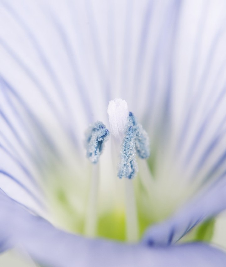 Naturé Moi - Focus sur notre belle fleur de Lin BIO, tout droit venue du Limousin ! 💜 Elle hydrate délicatement et apaise les peaux sensibles. 🌼