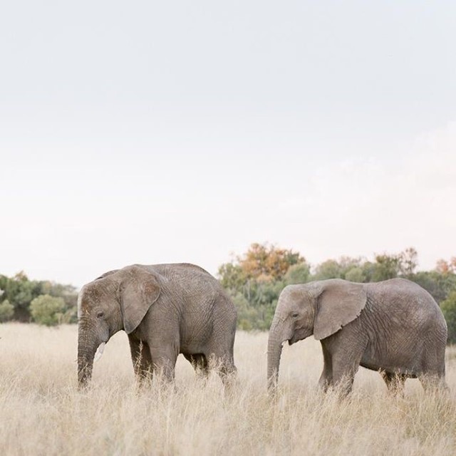 Ivory Ella - Be like an elephant: remember what matters, look out for your herd, and don't be afraid to take up space 🤍 🐘 #DreamBigDoGood #SaveTheElephants