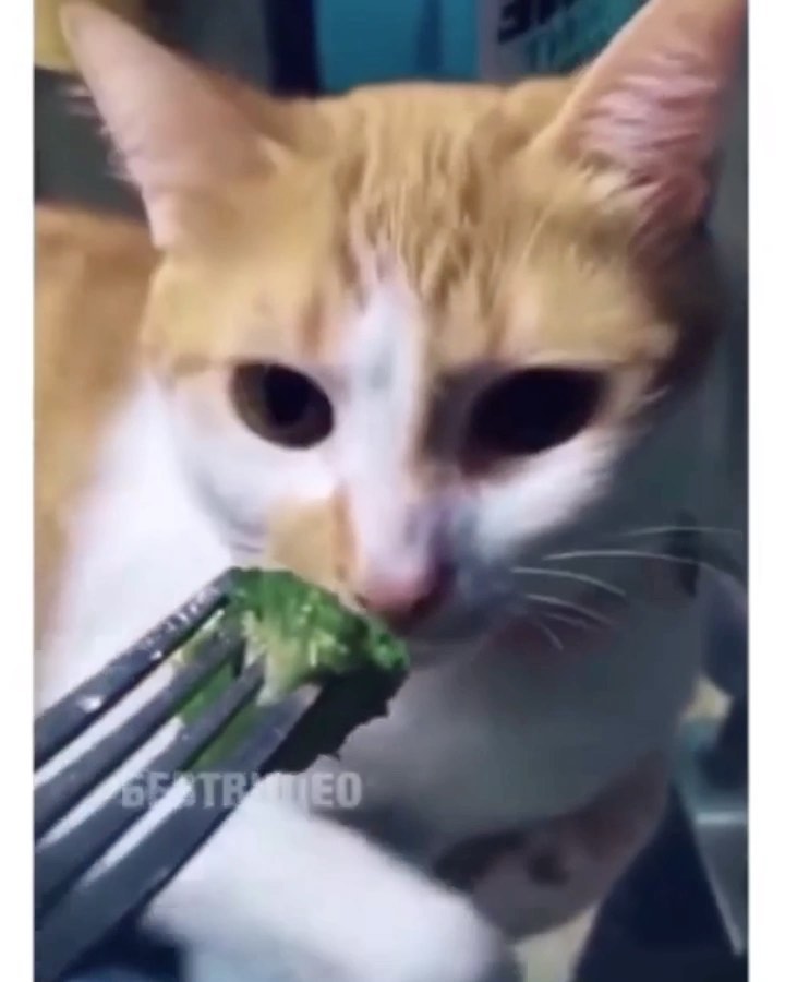 VICTORIA BONYA - Cat and the broccoli 🥦 🤣🤣 

Остановите мой смех 🤣 
А у меня дочка так же делала, когда я впихивала ей брокколи 🥦 
#rolling #cat