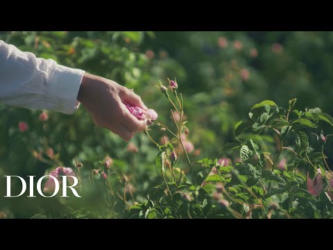 Dior Les Récoltes - Rose Harvest