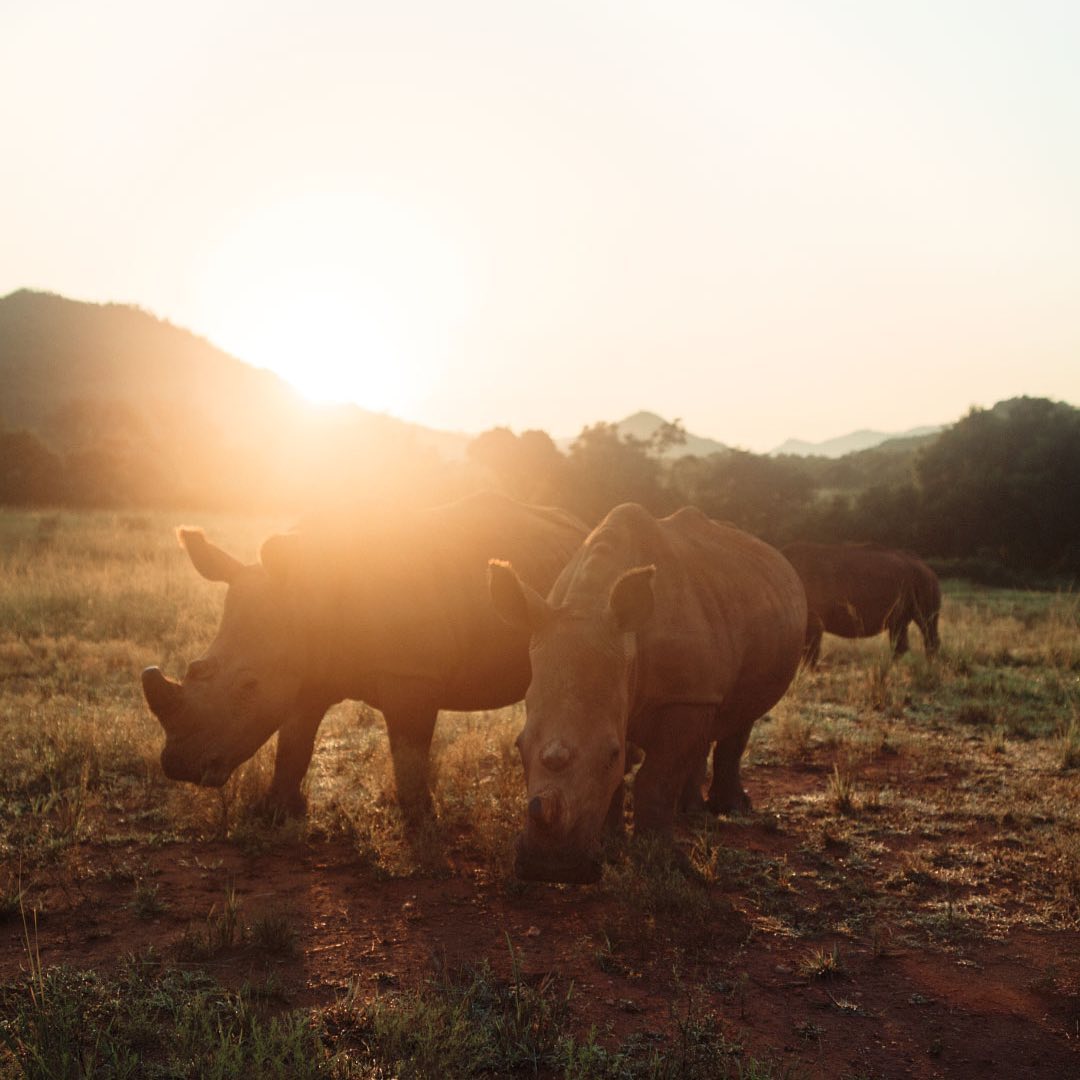 Maria Nila Stockholm - Today’s World Animal Day 🦏💚! Charity Rhino posters by the Swedish photographer @petergehrke are still available for purchase on marianila.com. All proceeds will go to the rehabi...