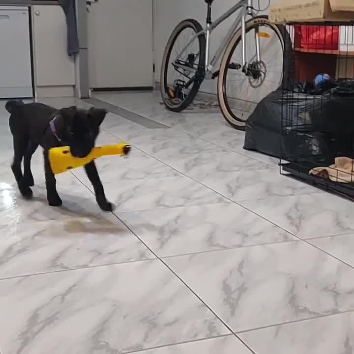 iHerb - Nothing to see here, except for a super cute pup named Oreo playing fetch and than tug of war with his @beco_pets George the Giraffe Toy.

📹: @oreo_the_pitbull_lab

#becopets #dog #dogsofinsta...