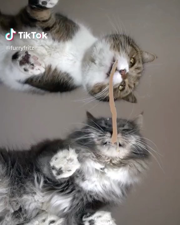 КРАСНОВА - Котики чистят твою ленту от всякого дерьма 🖤 листай дальше