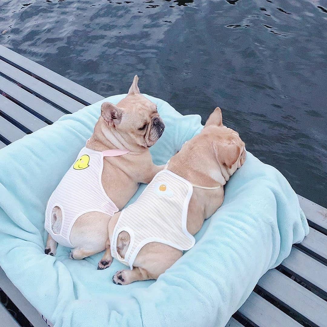 ZAFUL.com - Just have relax, baby. Pic by @themonster_house⁣
.⁣
⁣
#ZAFUL #Dog #Cute
