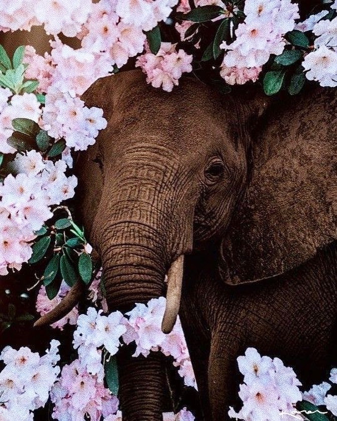 Ivory Ella - "The elephant never gets tired of carrying its tusks" -  African Proverb 🐘 🌸 #DreamBigDoGood #SaveTheElephants